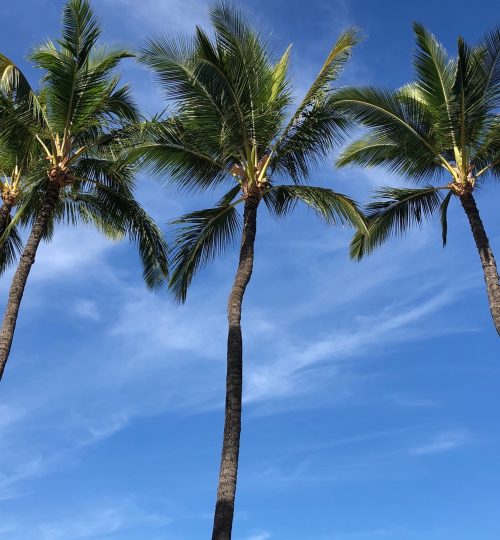 personal hawaii palms 3