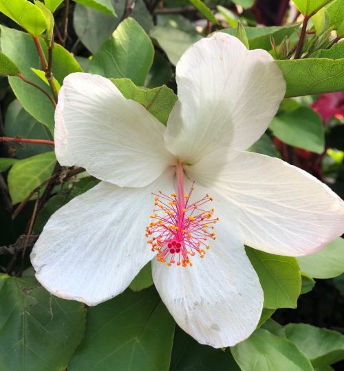 personal hawaii white flower